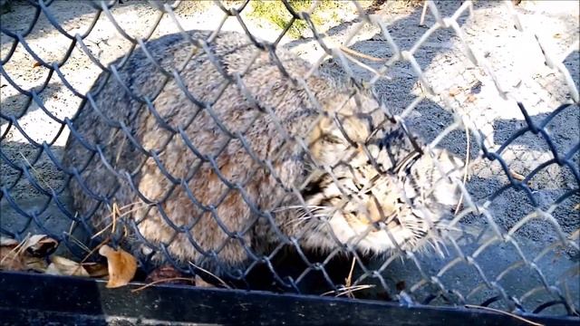 Манулы вышли погреться на солнышке 20.10.2023 смотреть онлайн