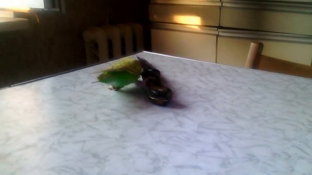 Попугай и нож смотреть онлайн