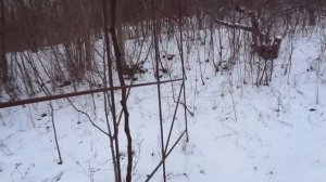 Цветение фундука и мороз. Кустовая формировка.