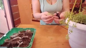ВЕРБЕЙНИК МОНЕТЧАТЫЙ ЧЕРЕНКОВАНИЕ!