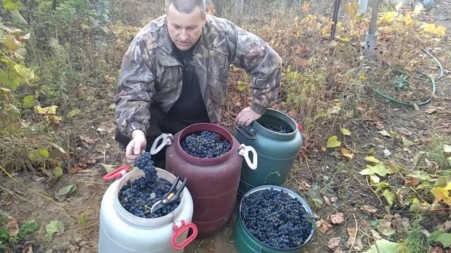 Сбор винограда сорта Изабелла после первых заморозков. смотреть онлайн