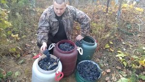 Сбор винограда сорта Изабелла после первых заморозков.