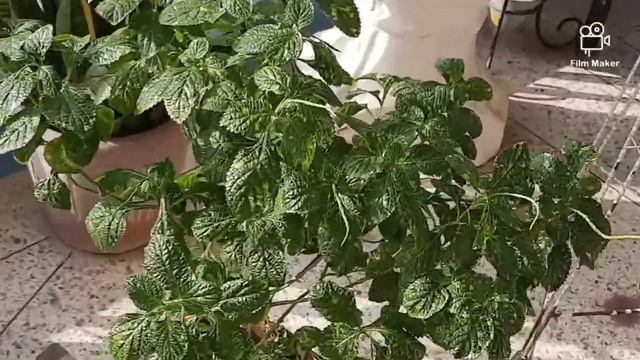 coleus plant care/wizard mix/Sumbul'sgarden смотреть онлайн