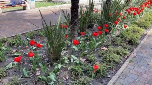 СОЧИ / ЦЕНТРАЛЬНЫЙ РАЙОН / АПРЕЛЬ / SONIC HEDGEHOG