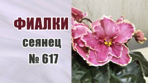 Фиалки (сенполии). Обзор .Сеянец фиалки 617. Селекция. #фиалкиизсемян