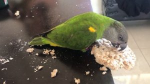 КАК ПОПУГАЙ ДОБЫВАЕТ СЕБЕ ЕДУ - ЛЮБИМОЕ ЛАКОМСТВО ЗЕЛЕНОГО СЕНЕГАЛЬСКГО ПОПУГАЯ - СМЕШНЫЕ ЖИВОТНЫЕ