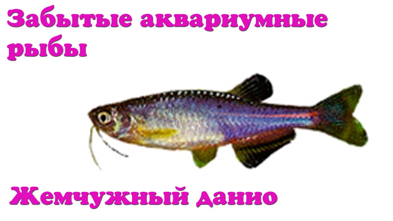 Забытые аквариумные рыбы - Жемчужный данио смотреть онлайн