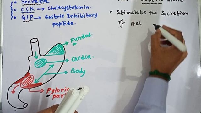 Hormones of GIT | Endocrine functions of GIT | By Uttam Bala Sir смотреть онлайн