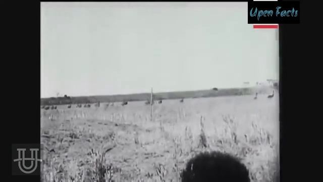 The Great Emu War:1932. War between Humans and Birds.इन्सानो और पक्षियों के युद्ध में पक्षि जीते थे смотреть онлайн