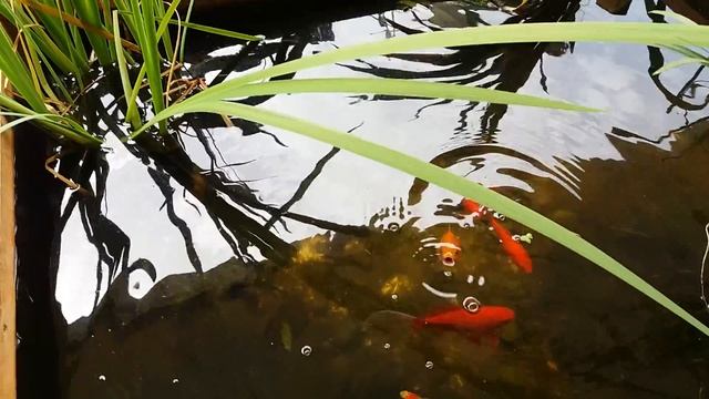 Моя веранда в конце апреля ? смотреть онлайн