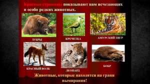 Почему важно сохранять животных из Красной книги?
