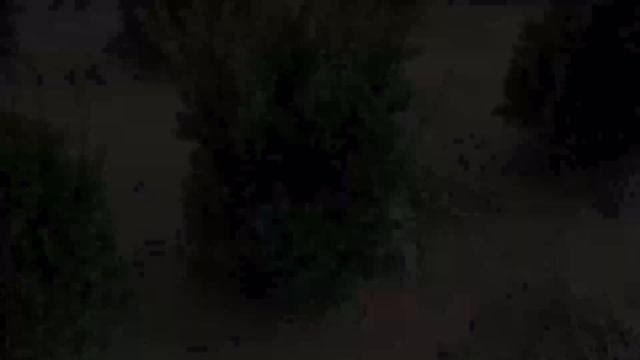 Taxus x media 'Hatfieldii' смотреть онлайн