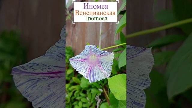 Ипомея венецианская. ?