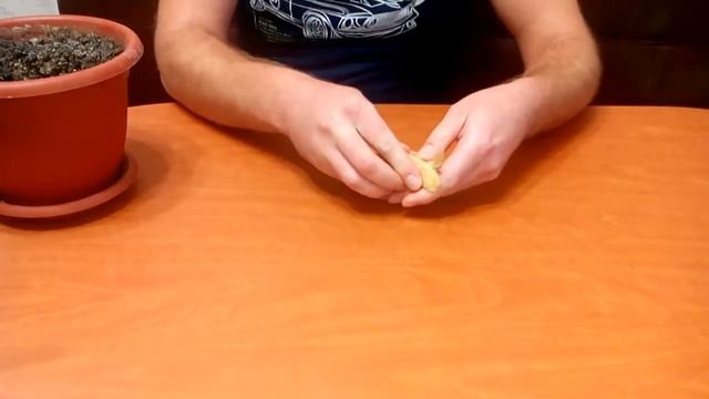 Как посадить манго дома. смотреть онлайн