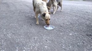 ДАЛ БЕЗДОМНЫМ СОБАКАМ КУРИНЫЕ ЛАПКИ