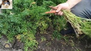 Когда выкапывать морковь на хранение. Сроки уборки моркови на зиму