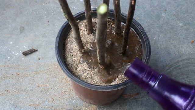 FASTEST Way To Grow Bougainvillea From Cuttings ONLY Few People Know смотреть онлайн