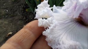 Куин оф Энжелс высокий ирис