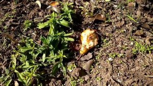 Жизнь на Даче. Нужен совет. Почему не цветет будлея? Дренаж для комнатных цветов.