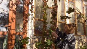 Виноград девичий. Обрезка вьющегося винограда осенью.