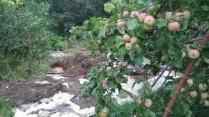 Cушилка яблок на даче вакуумирование