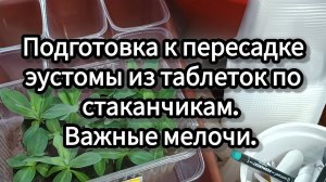 Подготовка к пересадке эустомы из таблеток по стаканам. Важные мелочи.
