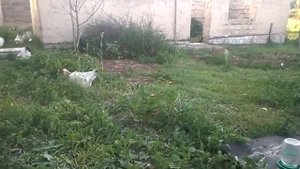 Мои куры Адлерские Серебристые.