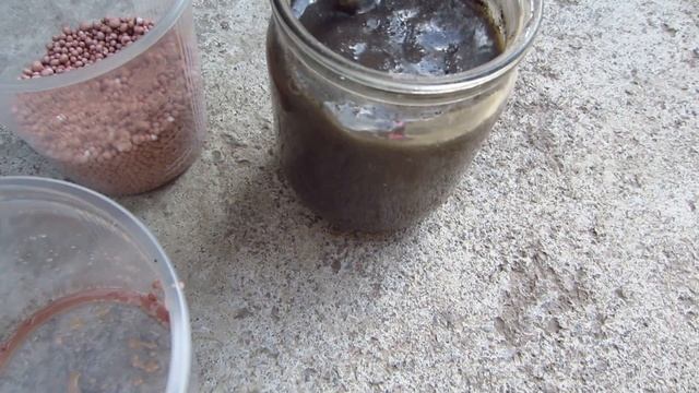 Чеснок! Сделайте такие подкормки и будет богатый урожай!