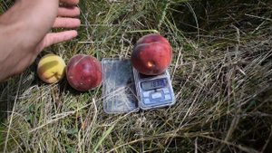 Персик Роял Глори (30 июля) 2017 - Агро Сад