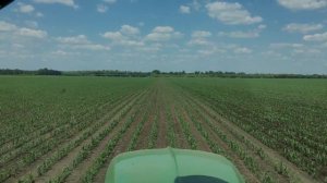 Культивация кукурузы с внесением мин удобрений