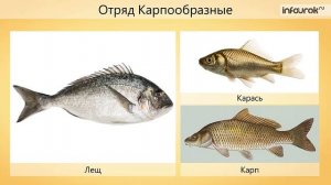 Многообразие рыб