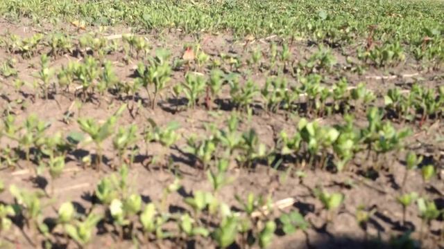 Лён 20 суток с момента всходов, бороним все всходы смотреть онлайн