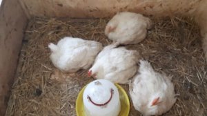 Первый забой бройлеров выращенных на зерне.Результат очень хороший!