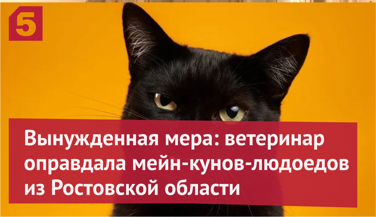 Ветеринар оправдала кошек-людоедов из Ростовской области