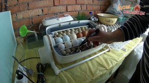 Инкубация перепелиного яйца из магазина