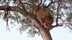 Бои между дикими животными, Стратегия выживания Охотники и жертвы, большие дикие кошки