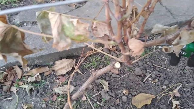 Только при такой Обрезке винограда Вы всегда будете с урожаем!Обрезка винограда для начинающих!