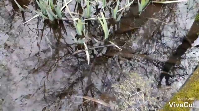 Родник . Село ВАЛУЙ. смотреть онлайн