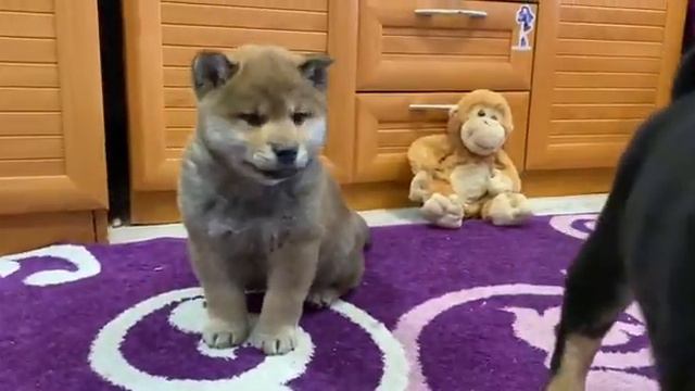 Продаётся малыш Сиба Ину смотреть онлайн