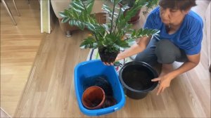 Пересадка большого Замиокулькаса.