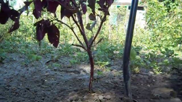 Огурцы это корнеплод.))) смотреть онлайн