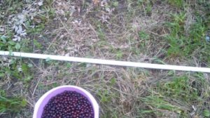 Как собрать вишню