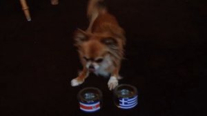 Chihuahua Djenti predicts winner competition Costa Rica Vs. Greece FIFA World Cup Brasil 2014