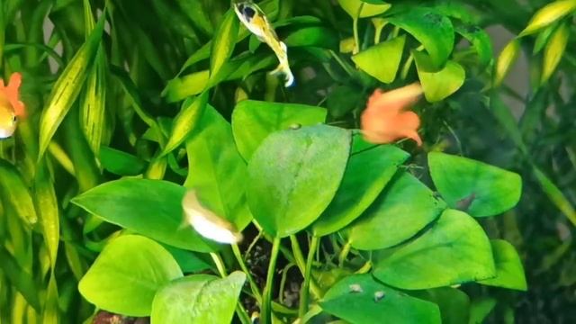 Мой 30 л аквариум в мае/ Гуппи эндлера и микрорасборы куботай/My 30 l tank in May/Fish and shrimp смотреть онлайн