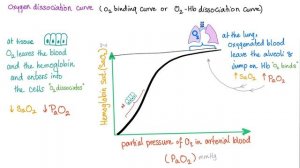 Oxygen Hemoglobin Dissociation Curve (with a mnemonic)