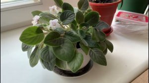 Сенполия - Фиалка Узамбарская!