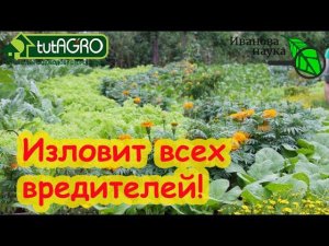 ЭТО РАСТЕНИЕ ПЕРЕЛОВИТ ВСЕХ ВРЕДИТЕЛЕЙ В САДУ и ОГОРОДЕ! Тли, клопы и арлекины исчезнут.