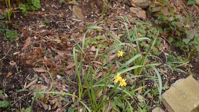 Garden 2021-03: rumours of the alstroemeria's death have been greatly exaggerated смотреть онлайн