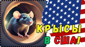 УЖАСЫ США! КРЫСЫ АТАКУЮТ ЛЮДЕЙ В ТЕХАСЕ! ПРЫГАЮТ С ПОТОЛКОВ! Крах экономики США/ СТОЛОВЫЕ в РОССИИ!