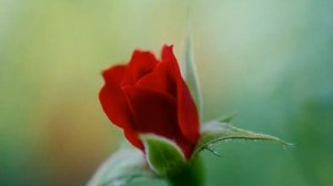 Фонограмма   На улице тишина